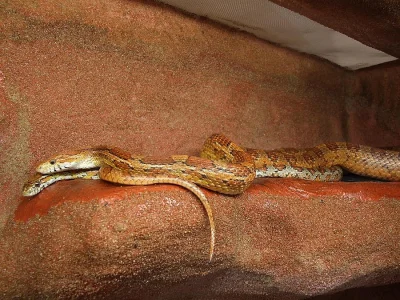 Užovka červená - Pantherophis guttatus - mláďata