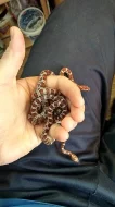 Užovka červená - Pantherophis guttatus - mláďata