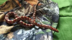 Užovka červená - Pantherophis guttatus - mláďata