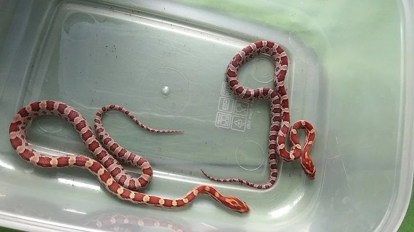 Užovka červená - Pantherophis guttatus - mláďata