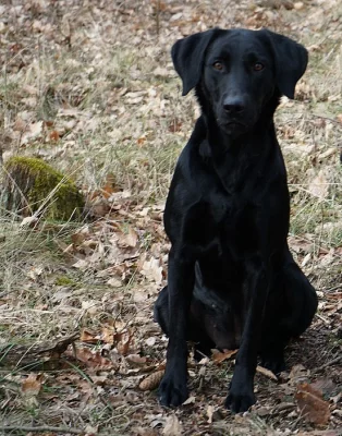 Fenka Labradorskeho retrievera