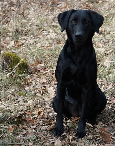 Fenka Labradorskeho retrievera