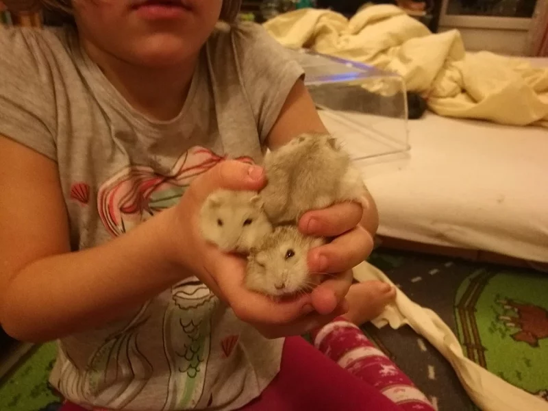 Daruji mláďata křečka džungarského