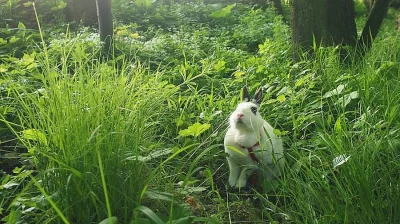 Zakrslý králíček s kompletním vybavením