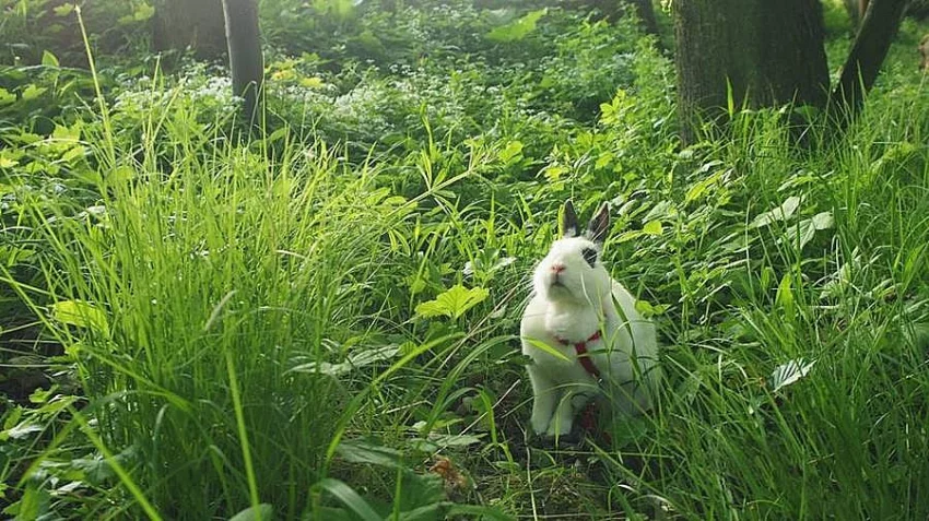 Zakrslý králíček s kompletním vybavením