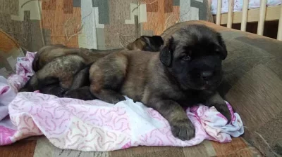 Prodám štěňátka Leonbergera bez PP