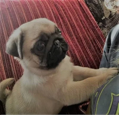 Mops - zadám kvalitní štěňata s PP - béžové pejsky