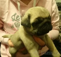 Mops - zadám štěňata s PP - béžové pejsky