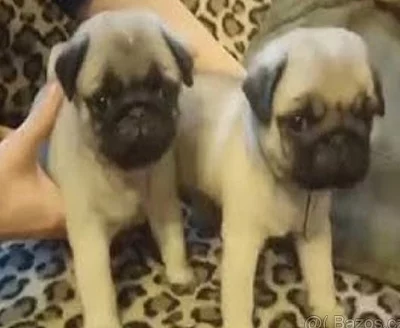 Mops - zadám štěňata s PP - béžové pejsky