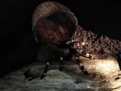 Sklípkan Nhandu chromatus i s teráriem