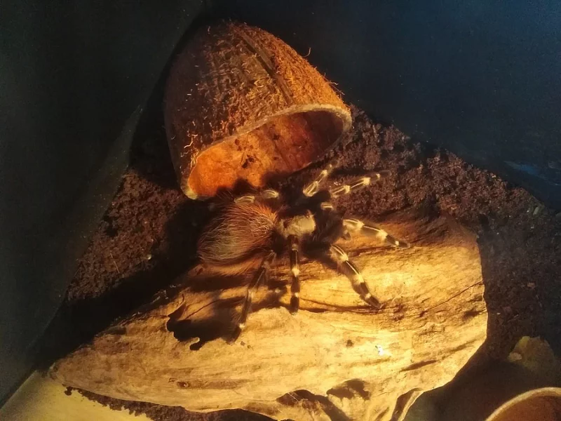 Sklípkan Nhandu chromatus i s teráriem