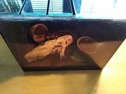 Sklípkan Nhandu chromatus i s teráriem