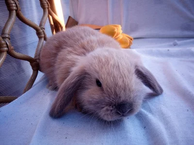 ZAKRSLÝ KRÁLÍČCI BERÁNCI k odběru