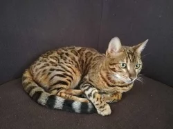 Kočka bengálska