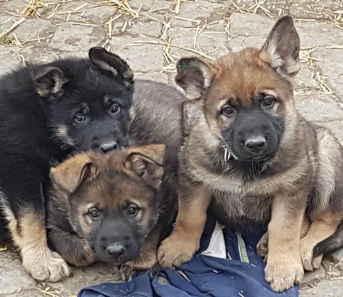 Podám štěnata NO fenky