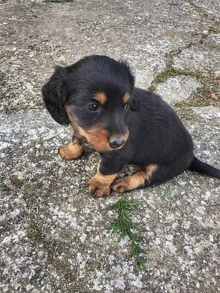 Štěňata dlouhosrstého jezevčíka