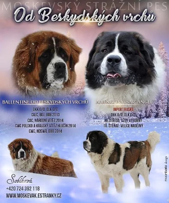 Moskevský strážní pes s PP FCI