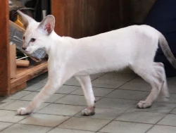 Siamská koťata s PP