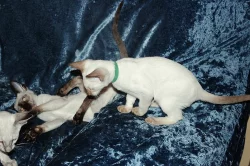 Siamská koťata s PP