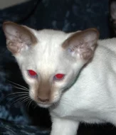 Siamská koťata s PP