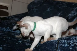 Siamská koťata s PP