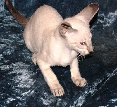 Siamská koťata s PP