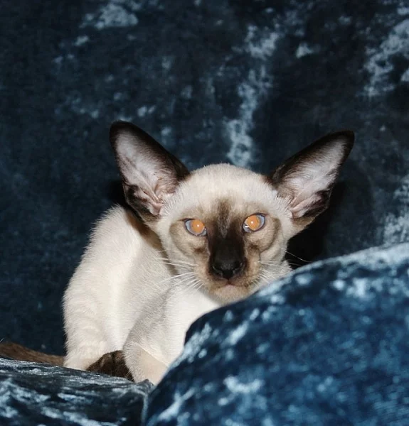 Siamská koťata s PP