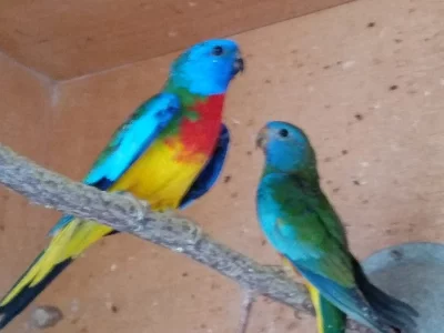 Neoféma modrohlavá přírodní