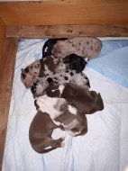 Louisianský leopardí pes s pp - catahoula