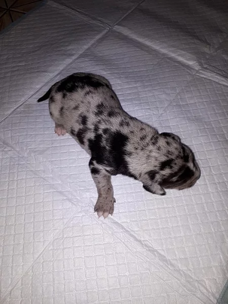 Louisianský leopardí pes s pp - catahoula