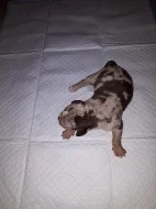 Louisianský leopardí pes s pp - catahoula