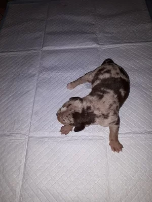 Louisianský leopardí pes s pp - catahoula