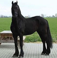 4 roky starý honosný friesian klisna