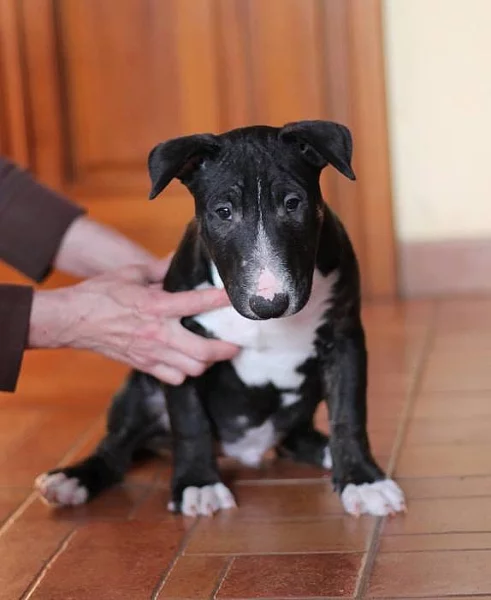 Bulterier štěňátka s PP