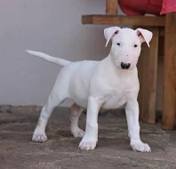 Bulterier štěňátka s PP