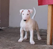 Bulterier štěňátka s PP