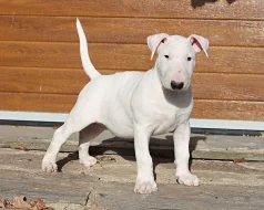 Bulterier štěňátka s PP