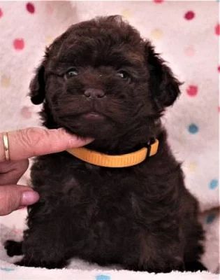 Boloňský barevný psík-Ruská barevná bolonka