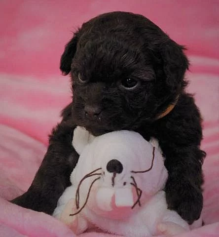 Boloňský barevný psík-Ruská barevná bolonka