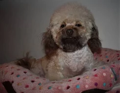 Boloňský barevný psík-Ruská barevná bolonka