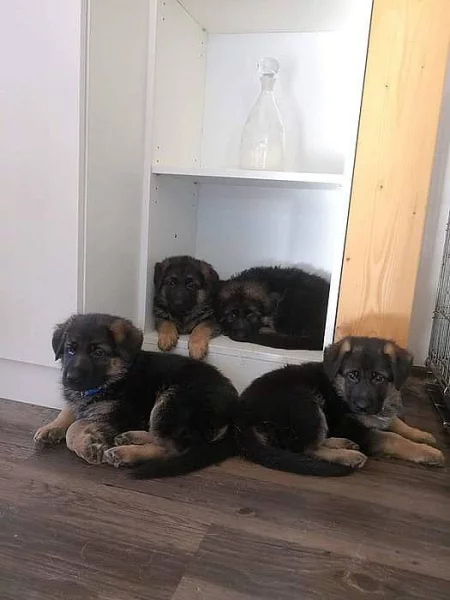 Německý ovčák štěňata s PP - odběr ihned