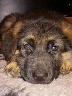 Německý ovčák štěňata s PP - odběr ihned