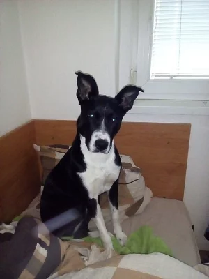 Hledám domov u hodného cloveka