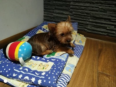 Štěně yorkšírského teriéra