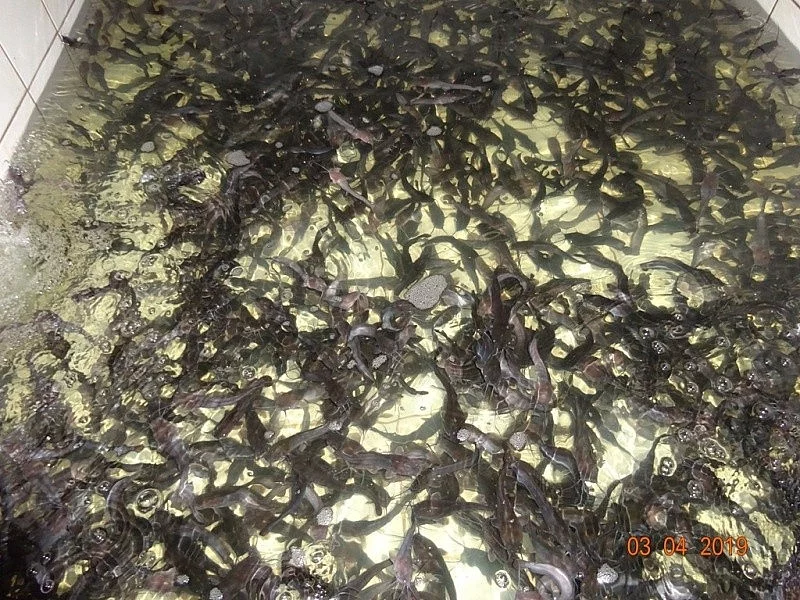 Sumeček africký - Clarias