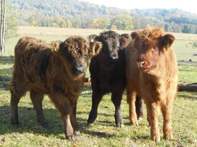 Prodám loňská telátka Skotský náhorní skot - Highland,
