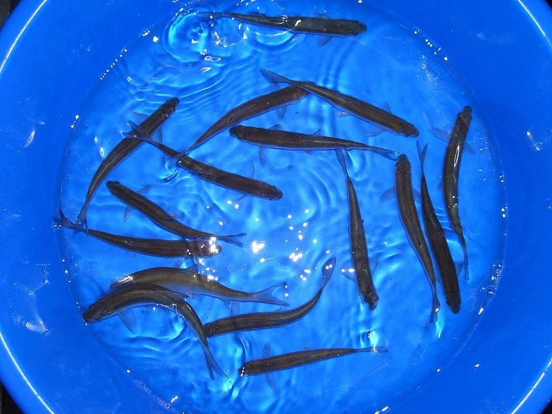 Prodám větší množstí ostroretky