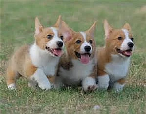 Corgi štěňata