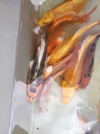 Okrasné ryby do vašich jezírek