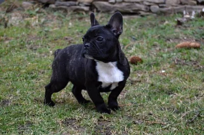 Francouzský buldoček s PP